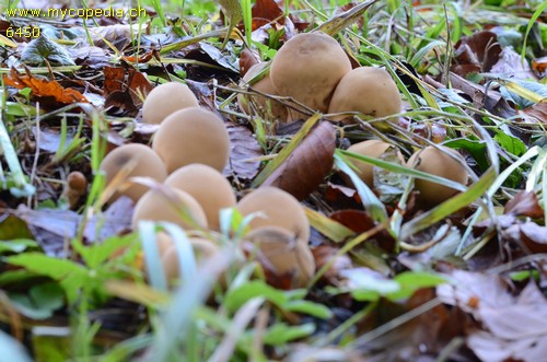 Lycoperdon lividum - 