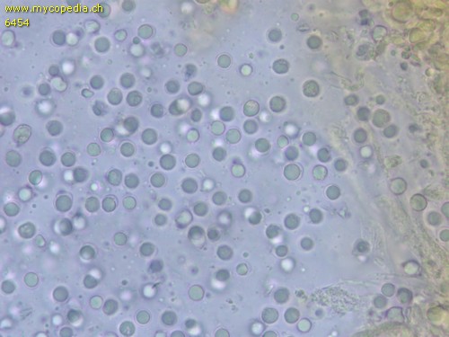 Clitocybula lacerata - 