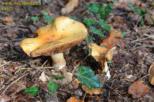 Cortinarius varius - 