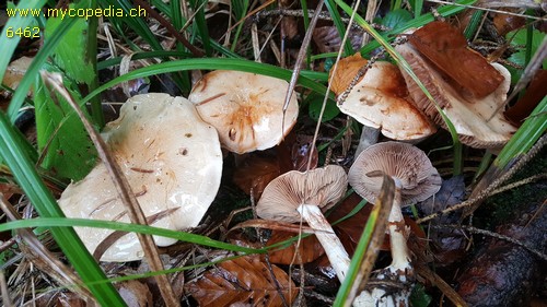 Cortinarius delibutus var. delibutus - 