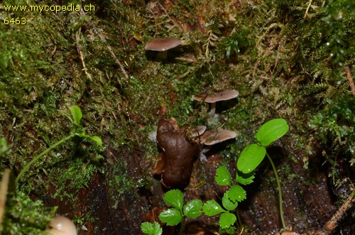 Baeospora myriadophylla - 