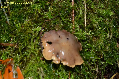 Baeospora myriadophylla - 