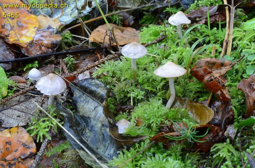 Inocybe lilacina - 