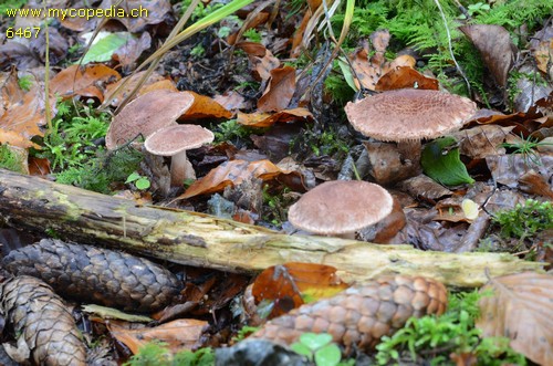 Tricholoma vaccinum - 