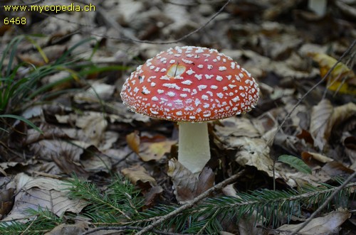 Amanita muscaria - 