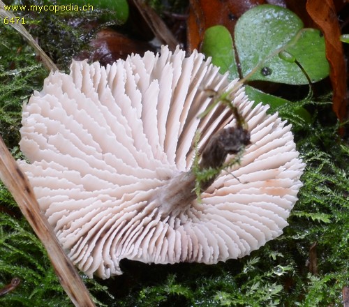 Lentinellus micheneri - 