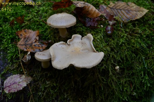 Neolentinus lepideus - 