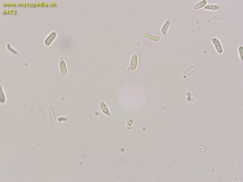 Neolentinus lepideus - Sporen - 