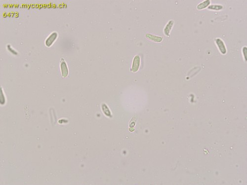 Neolentinus lepideus - Sporen - 