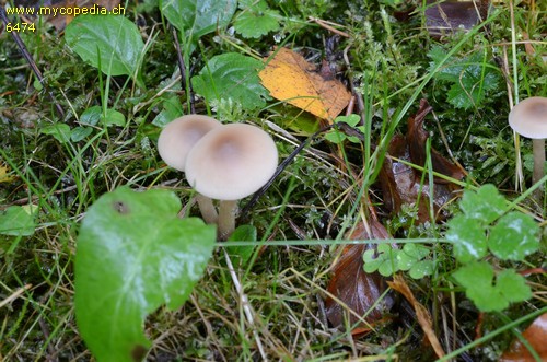 Clitocybe fragrans - 