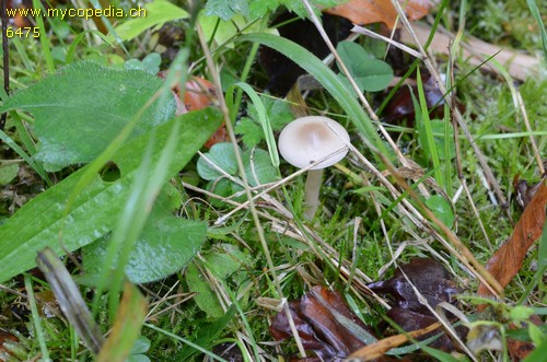 Clitocybe fragrans - 