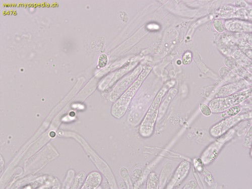 Clitocybe fragrans - Basidien - 