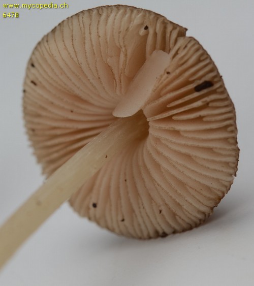 Pluteus phlebophorus - 