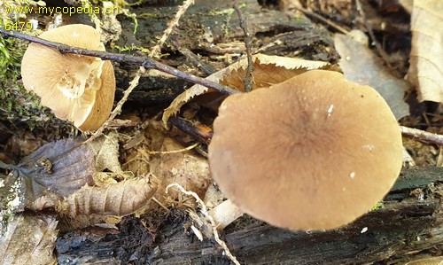 Pluteus phlebophorus - 