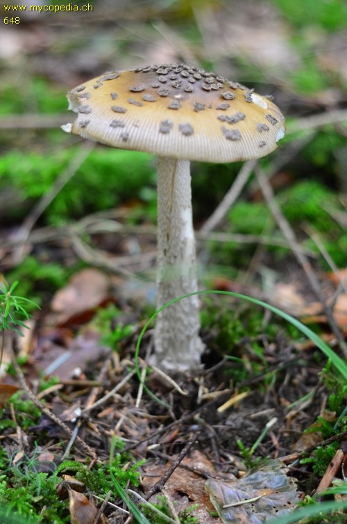 Amanita ceciliae - 