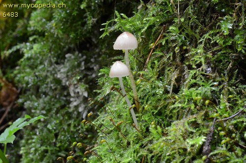 Mycena vitilis - 