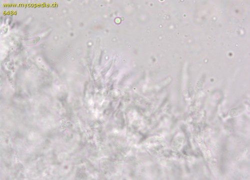 Mycena vitilis - Cheilozystiden - Wasser  - 