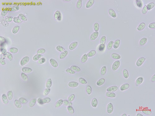 Clitocybe fragrans - Sporen - 