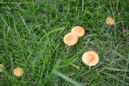 Galerina graminea - 