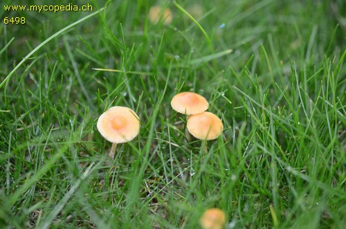 Galerina graminea - 