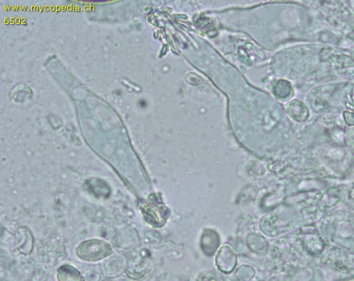 Melanoleuca grammopodia - Cheilozystiden - 