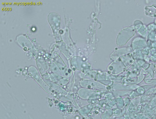 Melanoleuca grammopodia - Kaulozystiden - 