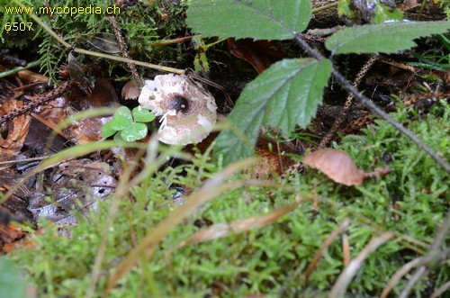 Lepiota felina - 