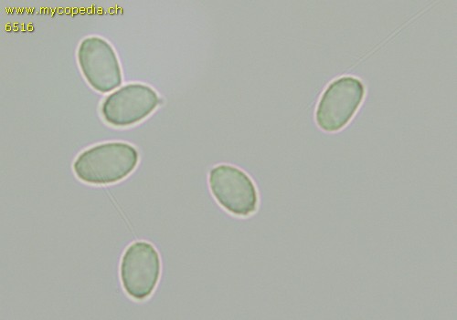 Lyophyllum rancidum - 