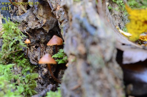 Galerina tibiicystis - 