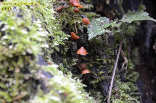 Galerina tibiicystis - 