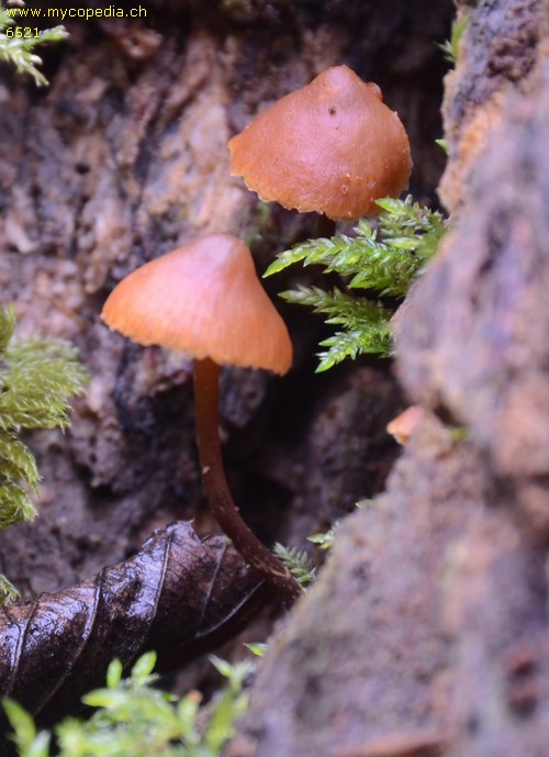 Galerina tibiicystis - 