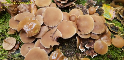 Psathyrella piluliformis - 