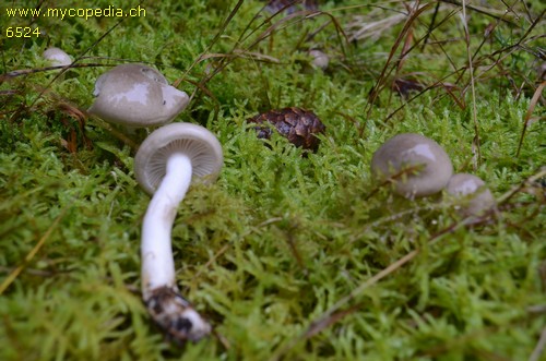 Hygrophorus agathosmus - 