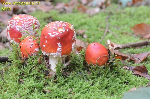 Amanita muscaria - 