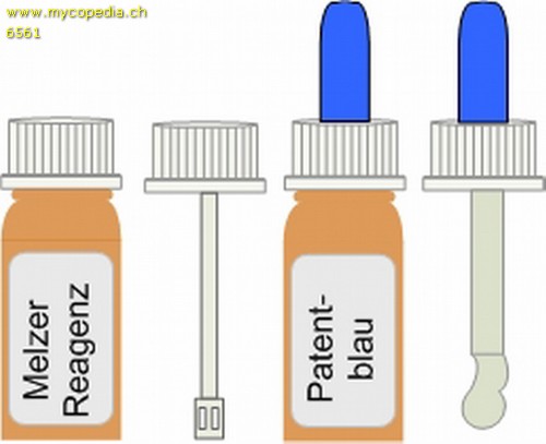 Chemische Raktionen an der Spore - 