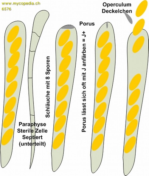 Hymenium - 