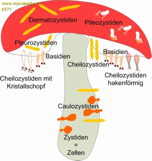 Dermatozystiden - 