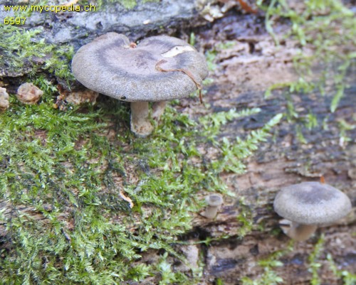 Polyporus brumalis - 