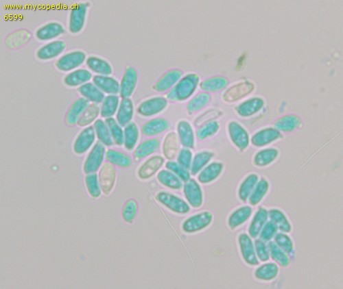 Athelia epiphylla - Sporen - 