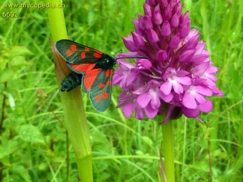 Anacamptis pyramidalis - 