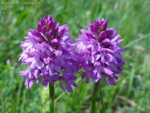 Anacamptis pyramidalis - 