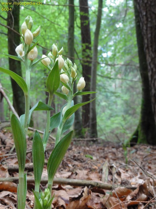 Cephalanthera damasonium - 