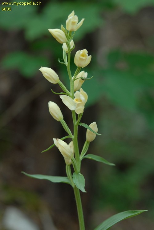 Cephalanthera damasonium - 