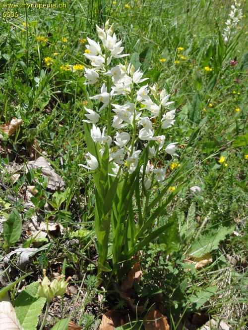 Cephalanthera longifolia - 