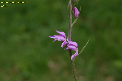 Cephalanthera rubra - 