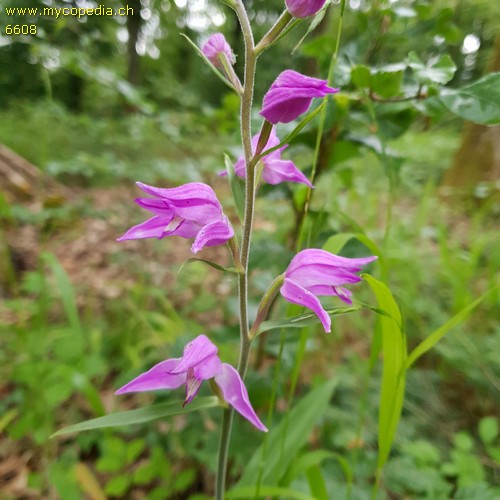 Cephalanthera rubra - 