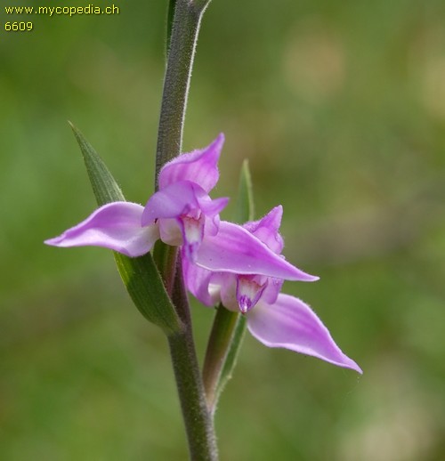 Cephalanthera rubra - 