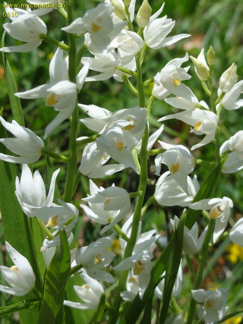 Cephalanthera longifolia - 