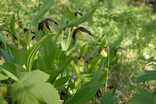 Cypripedium calceolus - 