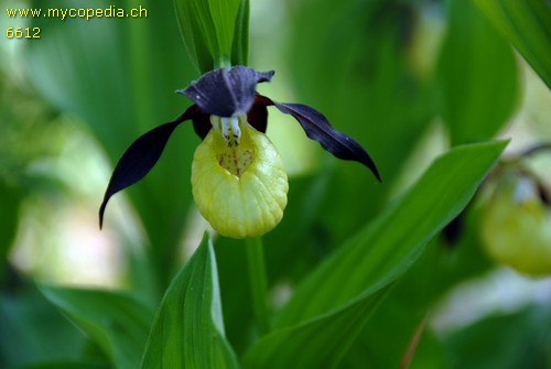 Cypripedium calceolus - 